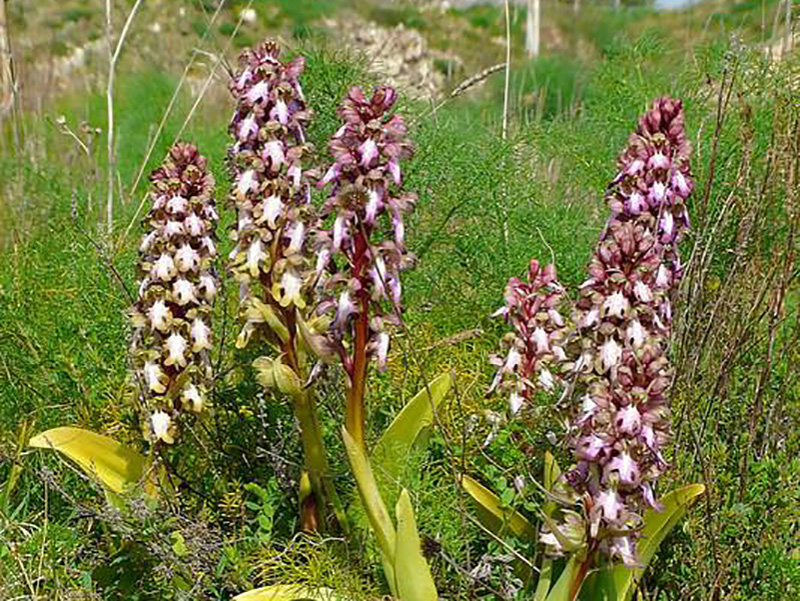 Le orchidee del Gargano: ecco la Barlia robertiana.