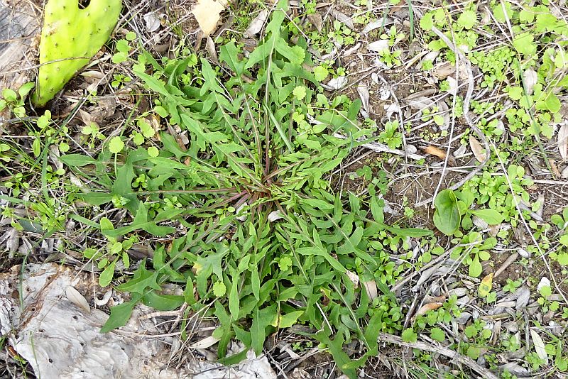 Erbe commestibili del Gargano: erano già note agli uomini di Grotta Paglicci nel Paleolitico?