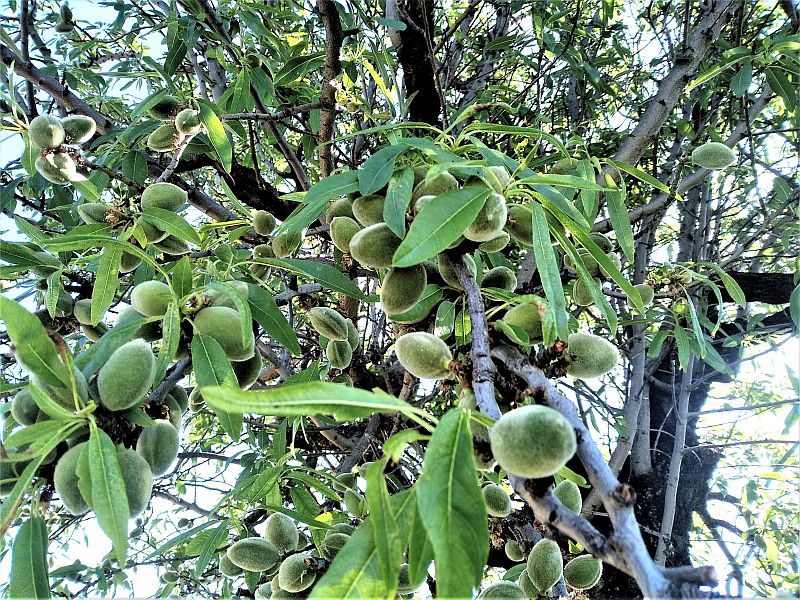 Mandorle verdi pronte da mangiare