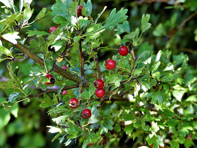 frutti del biancospino