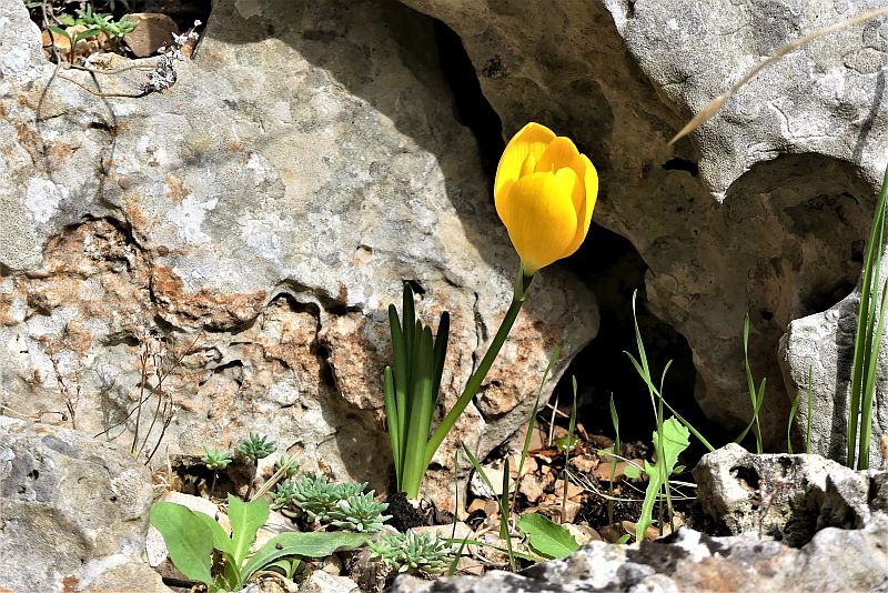 Fiore di stembergia lutea.