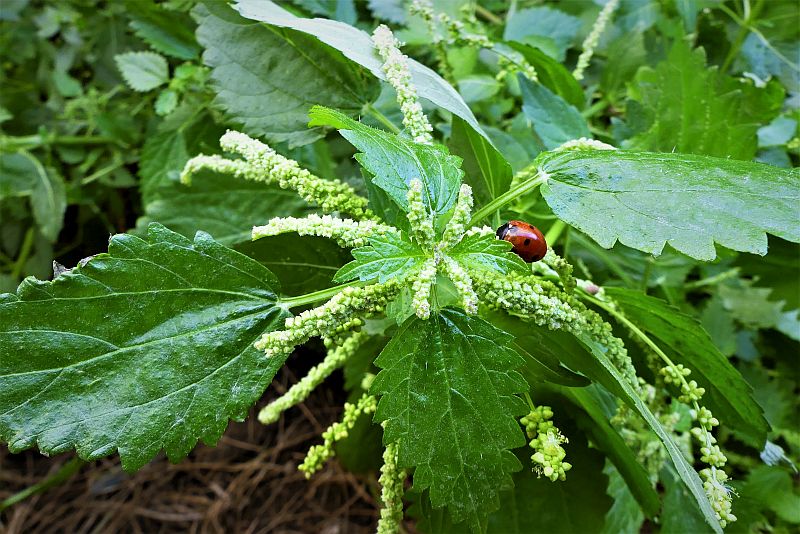 foglie e fiori dell'ortica