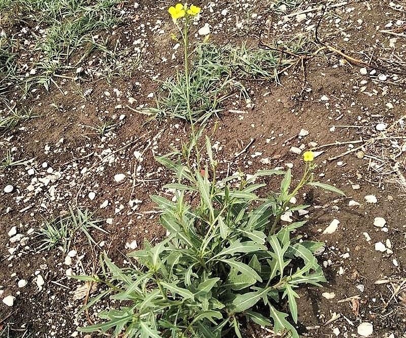 Giovane pianta di rucola