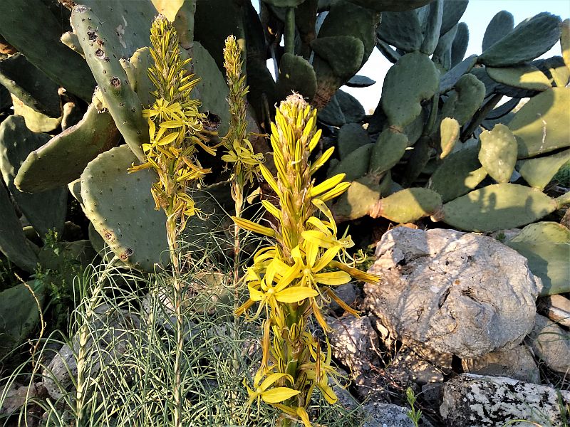 Fioritura di asphodeline lutea