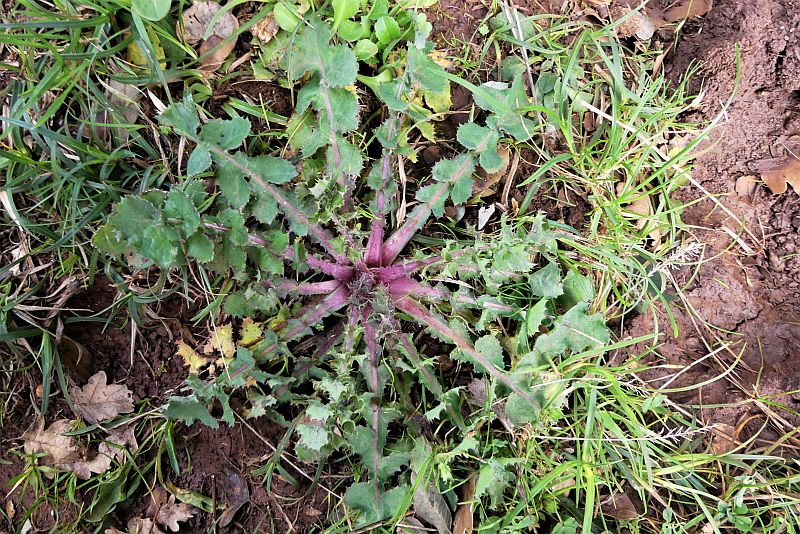 Sonchus asper