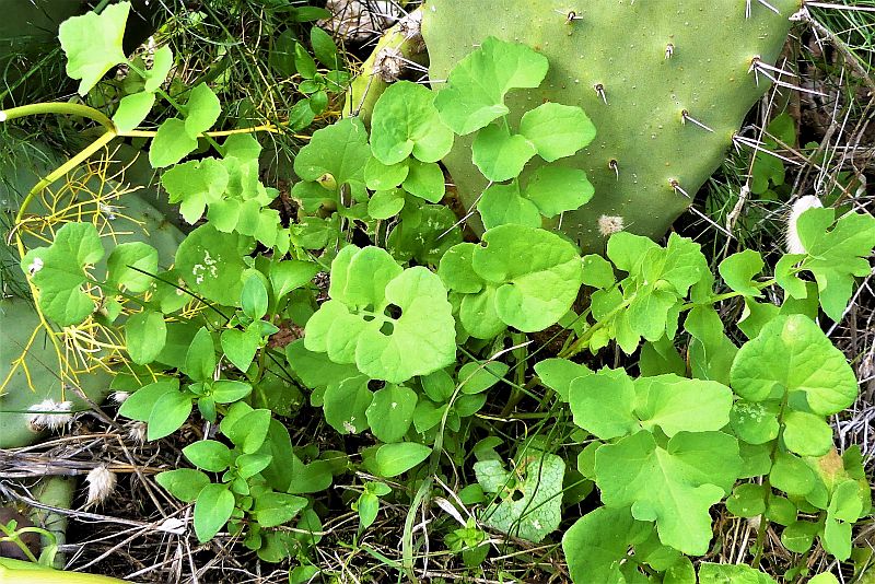 Sonchus oleraceus