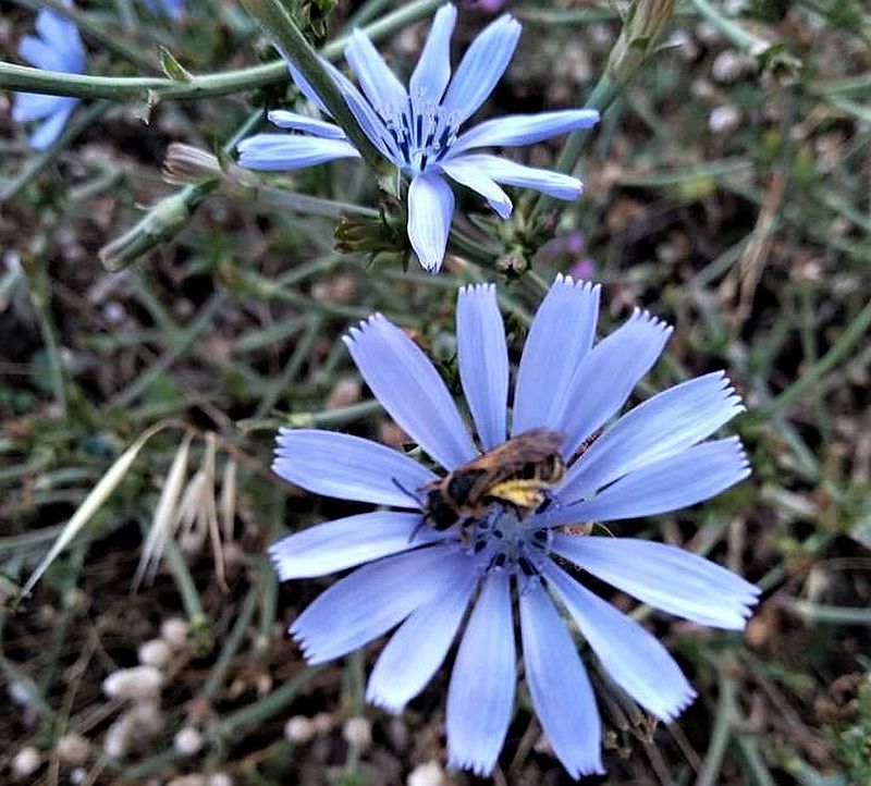 Bellissimi fiori azzurri di cicoria